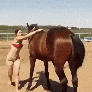 Smart horse and girl