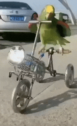 Parrot rides bicycle