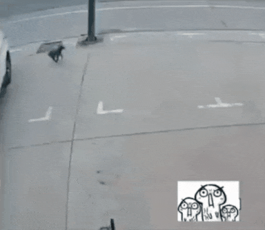 Dog runs away from tire