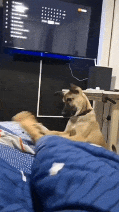 Dog wakes up man
