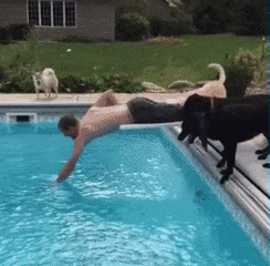 Dog man fall in pool