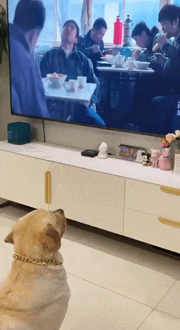 Dog watches movie