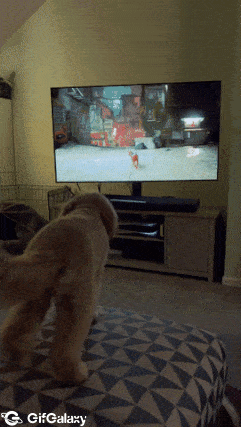Dog is watching game