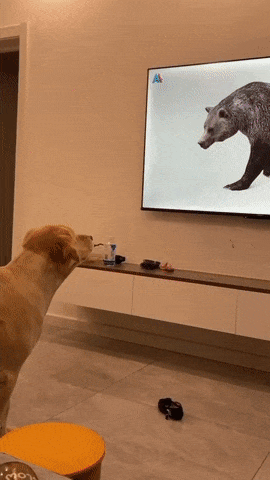 Dog watches bear on TV