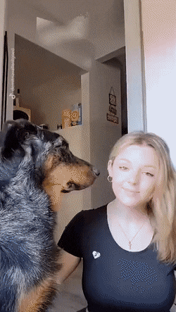 Dog and girl collide heads