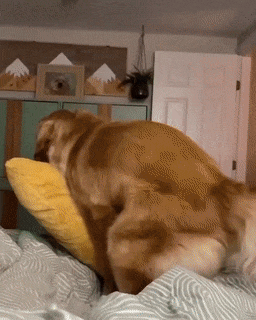 Dog and pillow
