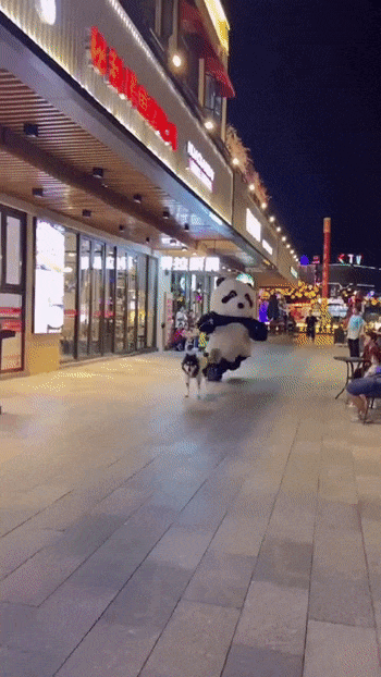 Dog and panda costume