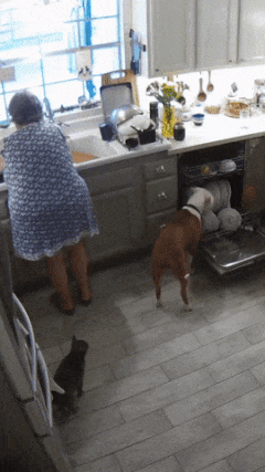 Dog and dishes