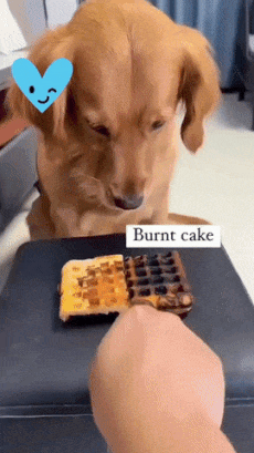 Dog and toasted cake