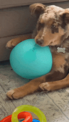 Dog and punctured balloon