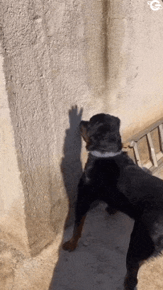Dog and shadow hand