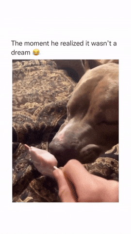 Dog eats ice cream in sleep