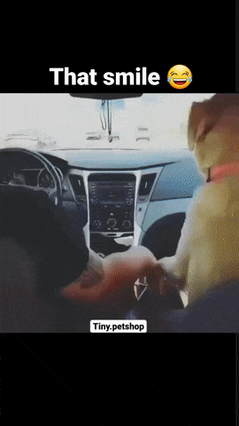 Dog as a passenger in car
