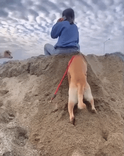 Dog digs in sand