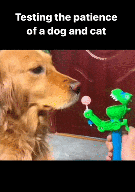 Dog cat and lollipop