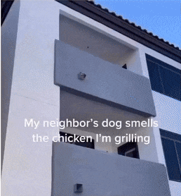 Dog on balcony and barbecue