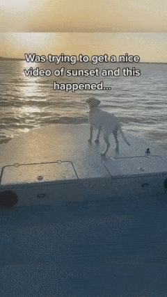 Dog defecates on speedboat