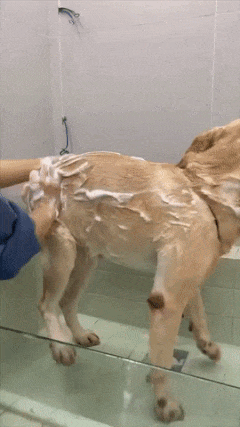 Dog jumps while bathing