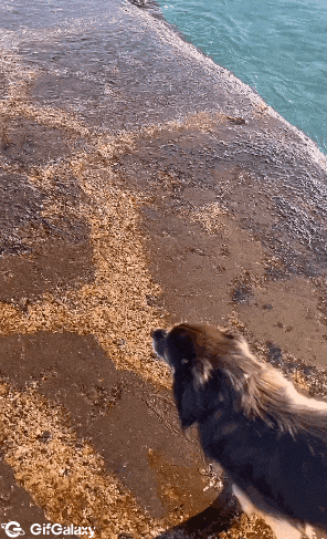 Dog on sea pier