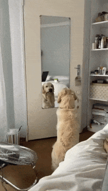 Dog in mirror and dangerous face