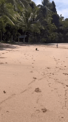 Dog hits dog on beach