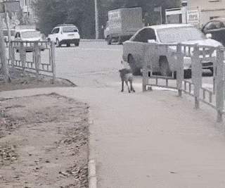 Dog at traffic light