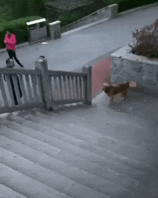 Dog on stairs