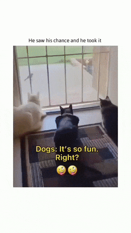 Dog scares cats at window