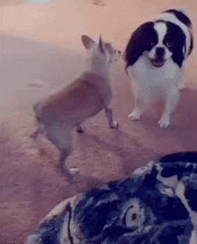 Dog dances with dog