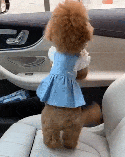 Poodle dog on car window