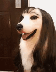 Dog with wig