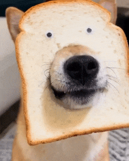 Dog with slice of bread