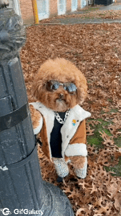 Dog with sunglasses and jacket