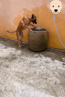 Dog bathing in barrel