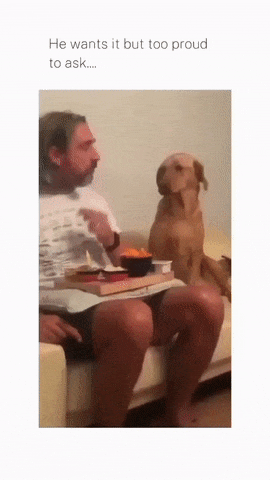 Dog hides its view food