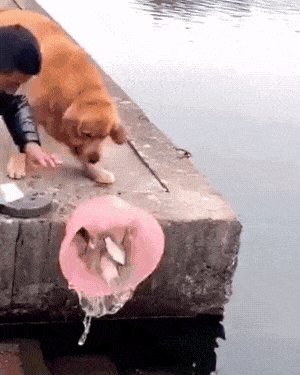 Dog saves fish