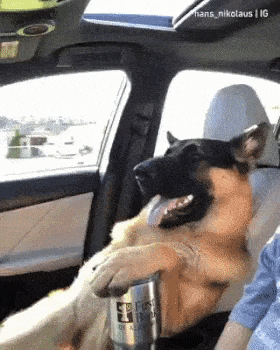Dog in car as a passenger