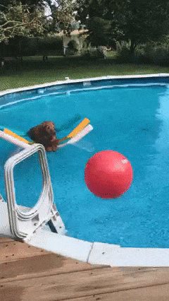Dog in pool floats
