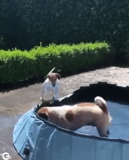 Dog in pool with water hose
