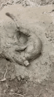 Dog in mud