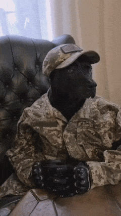 Dog soldier in uniform