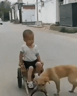 Dog pulls child