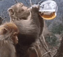 Monkey drinks alcohol