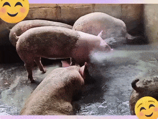 Washing pigs