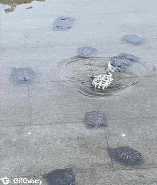 Turtle friendship