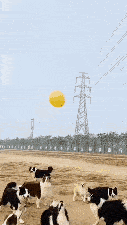 Dogs and balloon