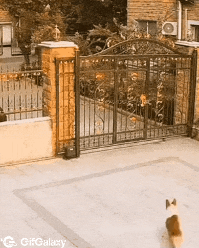 Dogs bark over gate
