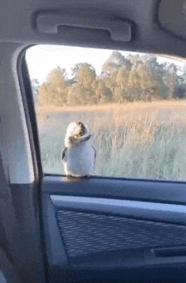 Bird on car window