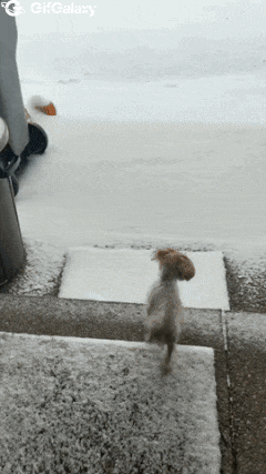 Poodle walks on snow