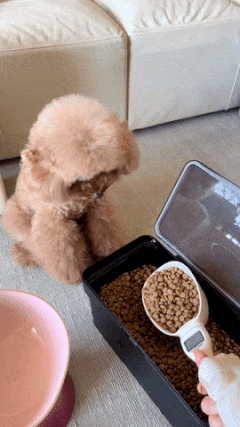 Poodle and food diet